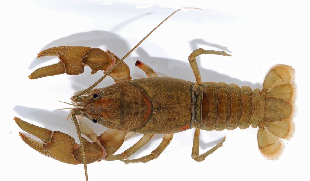 Eastern Crayfish in August 2020 by trinectes · iNaturalist