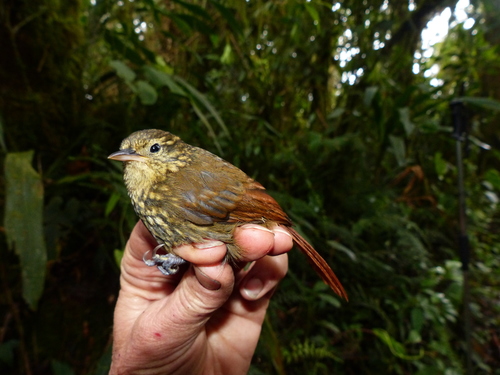 Rusty-winged Barbtail