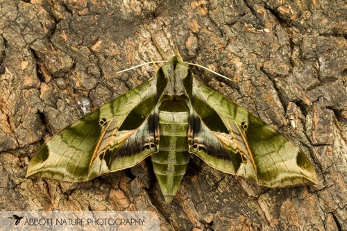 Types Of Moths In Ct