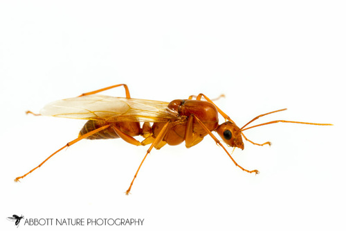 Chestnut Carpenter Ant