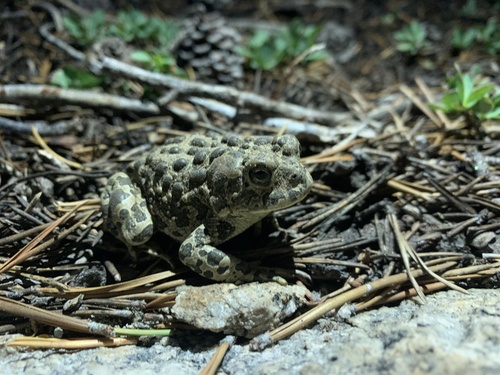 iNaturalist observation photo of Yosemite Toad