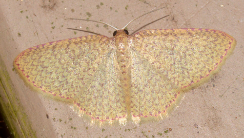 Eois cymatodes
