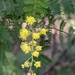 Acacia pubescens - Photo (c) Brodie Miller, todos los derechos reservados, subido por Brodie Miller