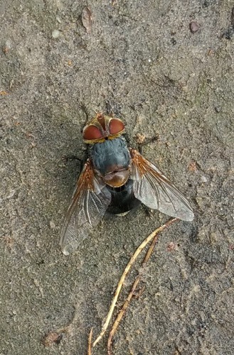Eurygastropsis tasmaniae