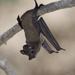 Mexican Free-tailed Bat - Photo (c) Alan Zavala-Norzagaray, all rights reserved, uploaded by Alan Zavala-Norzagaray