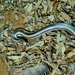 Toliara Smooth Snake - Photo (c) Ivan Leshukov, all rights reserved, uploaded by Ivan Leshukov