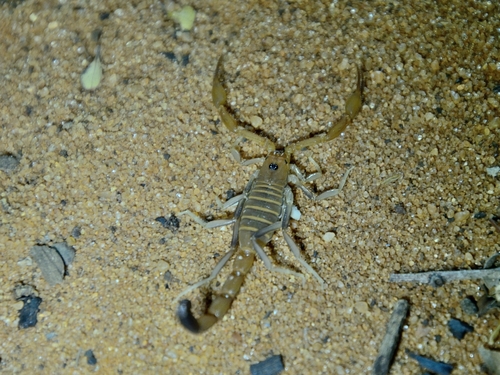 Teruelius olgae