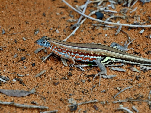 Peters's Keeled Cordylid
