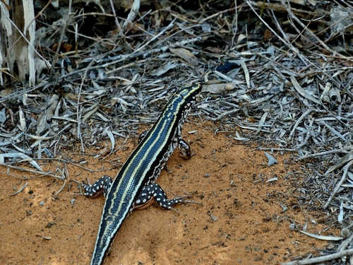 Four-striped Girdled Lizard