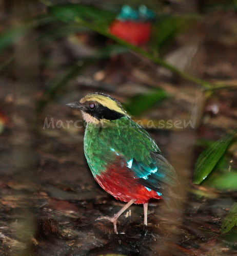 Green-breasted Pitta