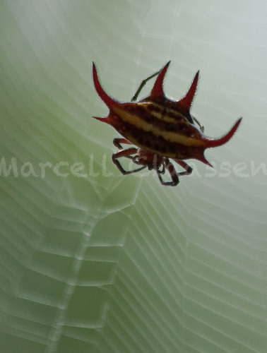 Gasteracantha curvispina