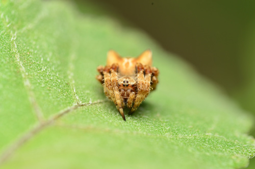Araneus grossus