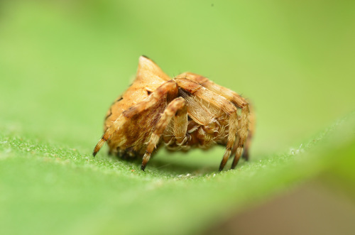 Araneus grossus