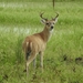 Llanos White-tailed Deer - Photo (c) Cesar Rojano, all rights reserved, uploaded by Cesar Rojano