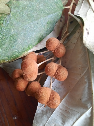 Sumbaviopsis