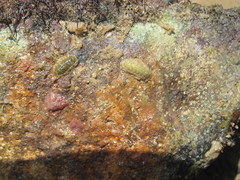 Ischnochiton striolatus image