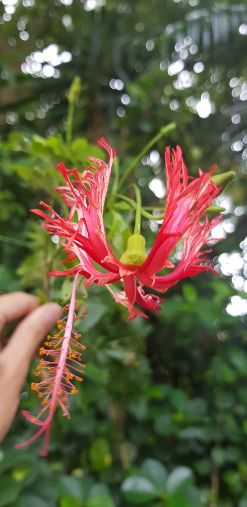 Spider Hibiscus from Marina Cove, Hong Kong on August 5, 2020 at 04:12 ...