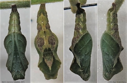 Common Mestra