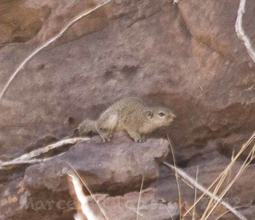 Gambian Sun Squirrel