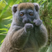 Sambirano Lesser Bamboo Lemur - Photo (c) Robert Siegel, all rights reserved, uploaded by Robert Siegel