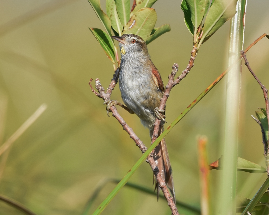 Sulphur-bearded Reedhaunter (Limnoctites sulphuriferus) photo