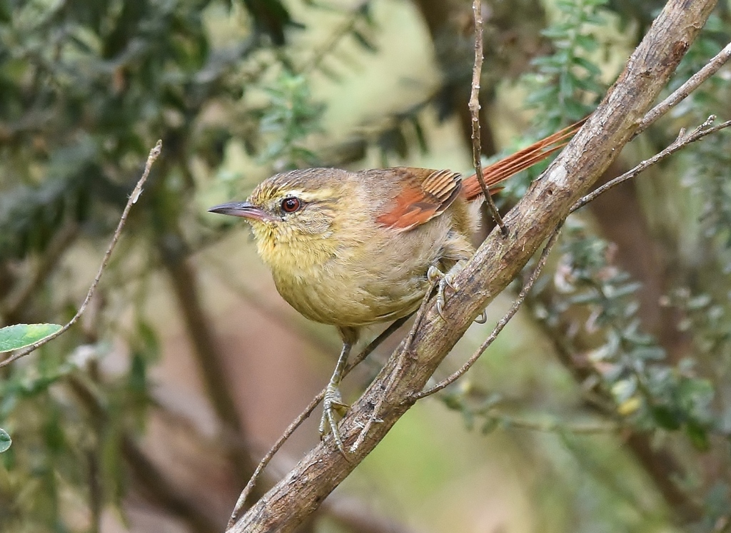 Olive Spinetail (Cranioleuca obsoleta) photo