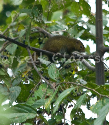Carruthers' Mountain Squirrel