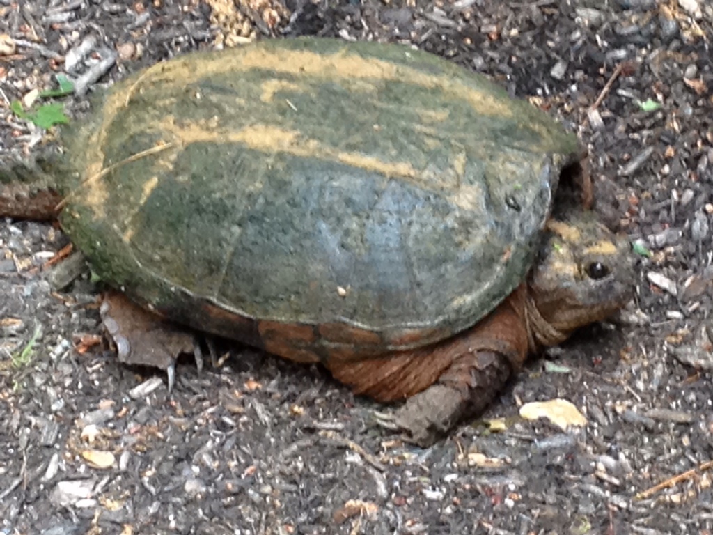 Common Snapping Turtle from 22 Laurel Hill Rd, Southbridge, MA, US on ...