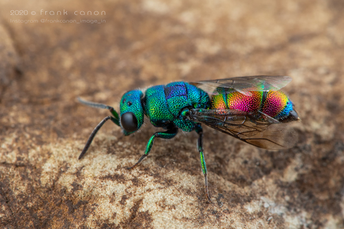 Subspecies Chrysis marginata aliunda · iNaturalist