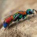 Chrysis pulcherrima - Photo (c) Frank Deschandol, all rights reserved, uploaded by Frank Deschandol