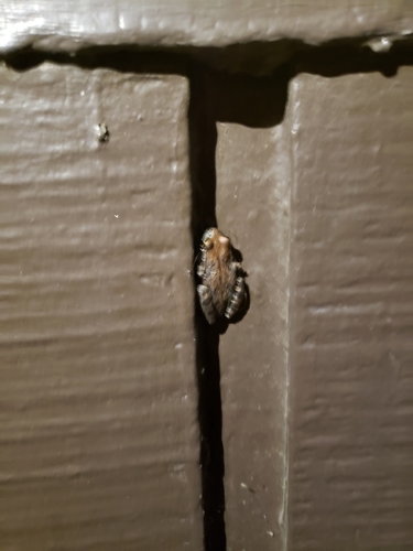 iNaturalist observation photo of Pacific chorus frog
