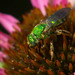 Silky Striped Sweat Bee - Photo (c) dougnaturalist, all rights reserved