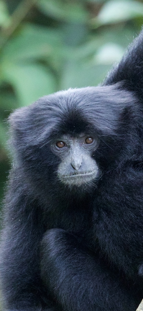 Siamang in August 2020 by peterthedragon · iNaturalist