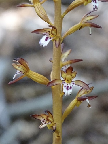 Corallorhiza maculata