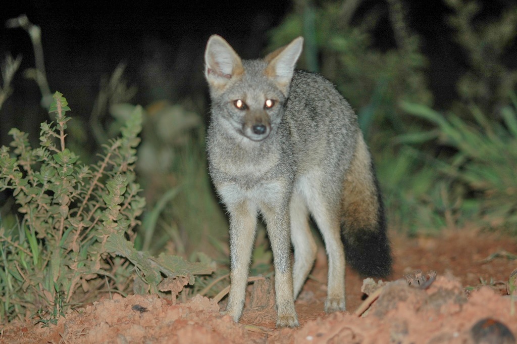 Hoary Fox (Lycalopex vetulus) · iNaturalist