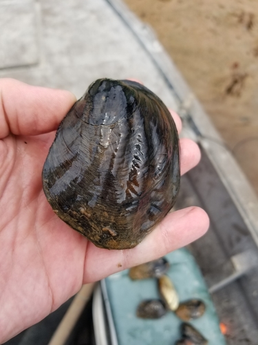 Three-ridge Mussel