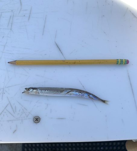Pacific Sand Lance