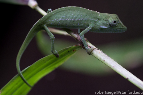 Marojejy Side-striped Chameleon