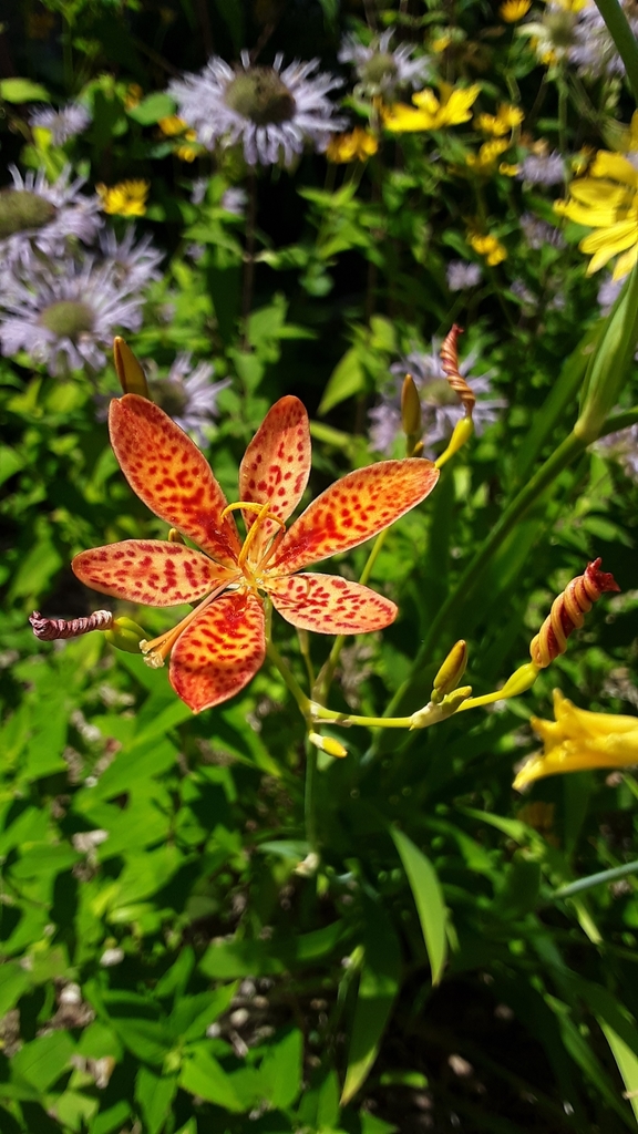 Blackberry Lily from Dell Grove Township, MN, USA on August 05, 2020 at