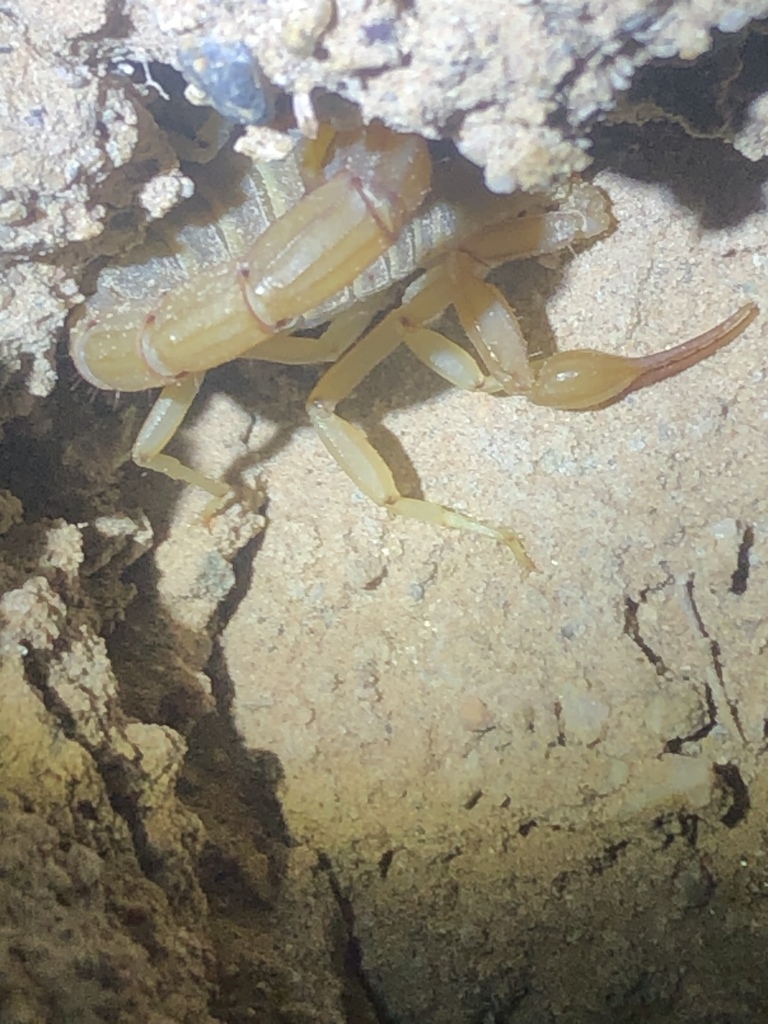 Dune Devil Scorpion from Indian Pass Rd, Winterhaven, CA, US on August ...