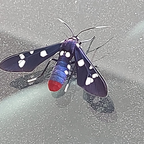 Polka-Dot Wasp Moth