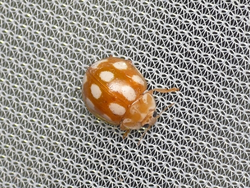 Dešimtdėmė Boružė nuotrauka