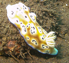 Goniobranchus leopardus image