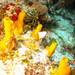 Siphonodictyon coralliphagum - Photo (c) Lesley Clements, כל הזכויות שמורות
