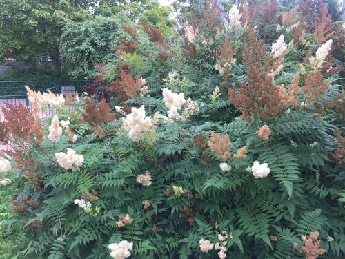 Sorbaria