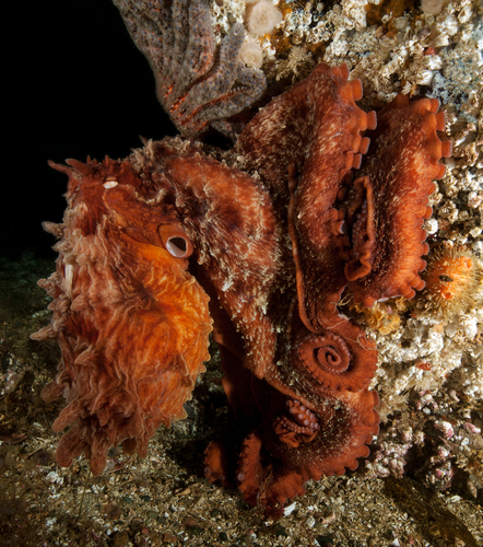 Giant Pacific Octopus