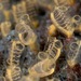 Yellow Social Ascidian - Photo (c) Southern California Marine Life, all rights reserved, uploaded by Phil Garner