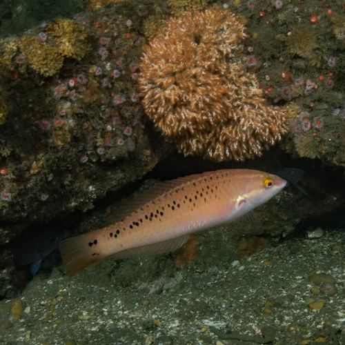 Rock Wrasse