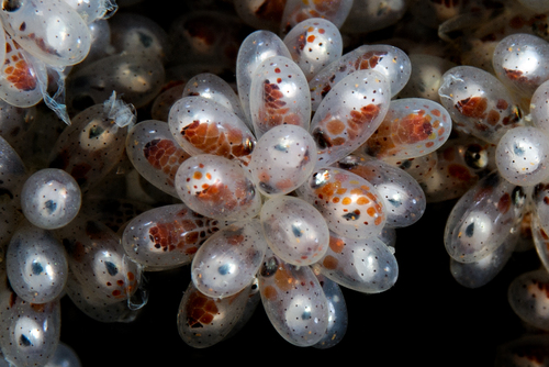 East Pacific Red Octopus