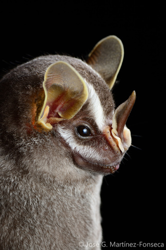 Stock photo of Silky Short-tailed Bat (Carollia brevicauda